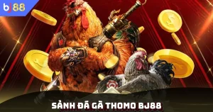 Sảnh Đá Gà Thomo Bj88