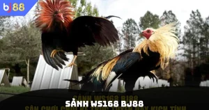 Sảnh WS168 BJ88
